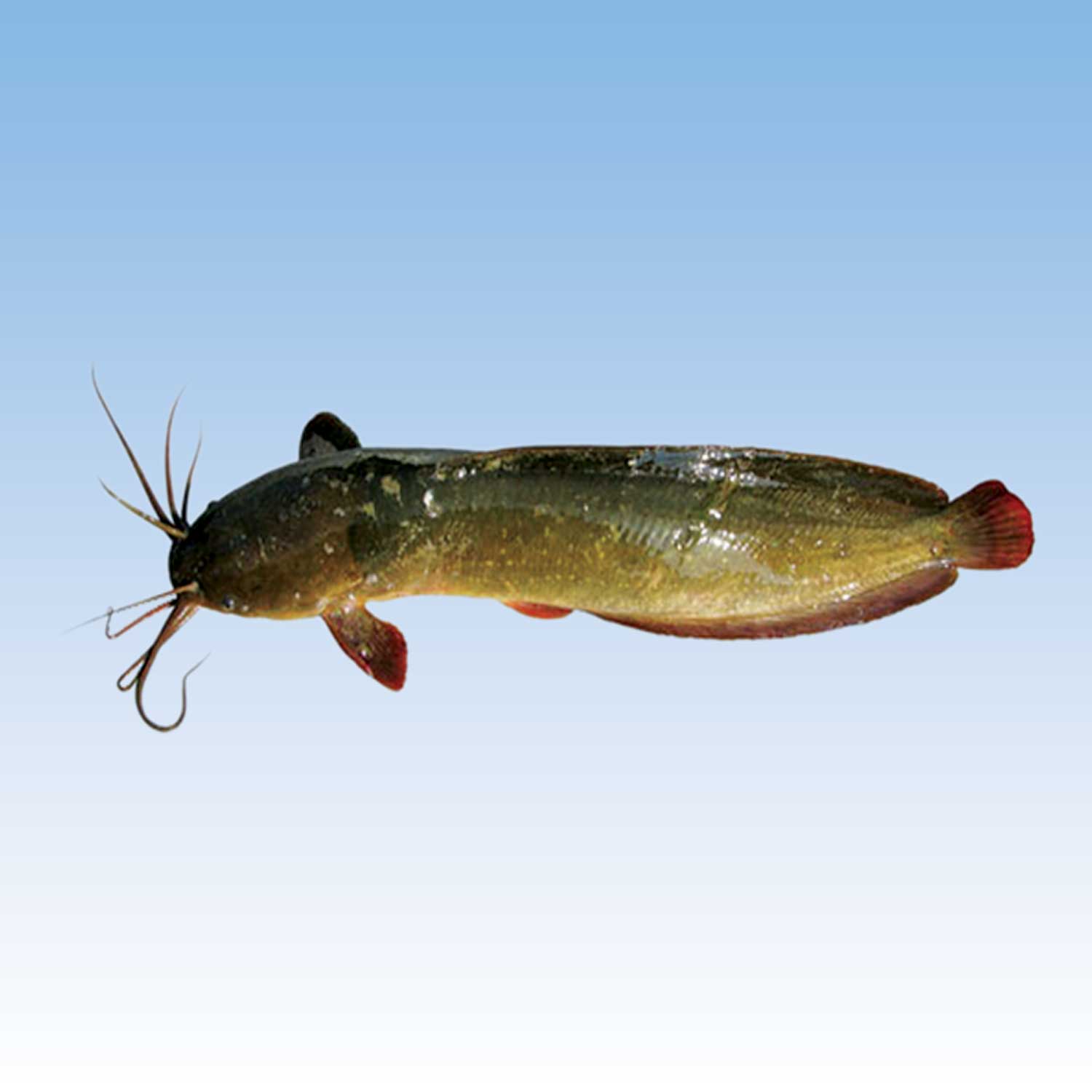 Magur 3kg~5kg Own Farmed Fish