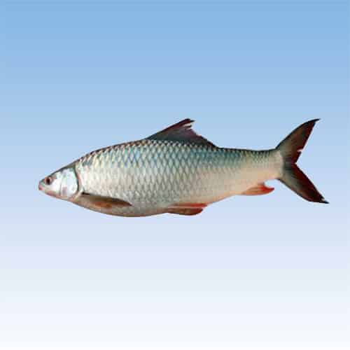 Rohu Gutted 1kg~2kg Own Farmed Fish