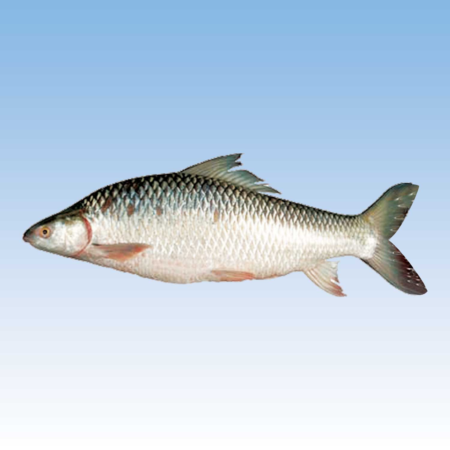 Mrigal 1~2 kg Own Farmed Fish